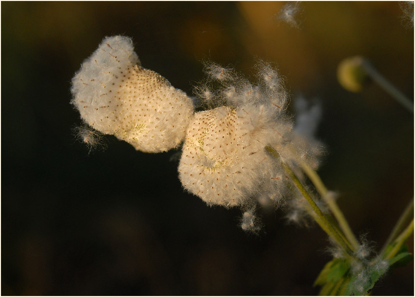 Japananemone (Anemone hupehensis)