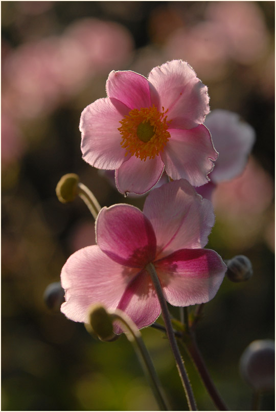 Japananemone (Anemone hupehensis)