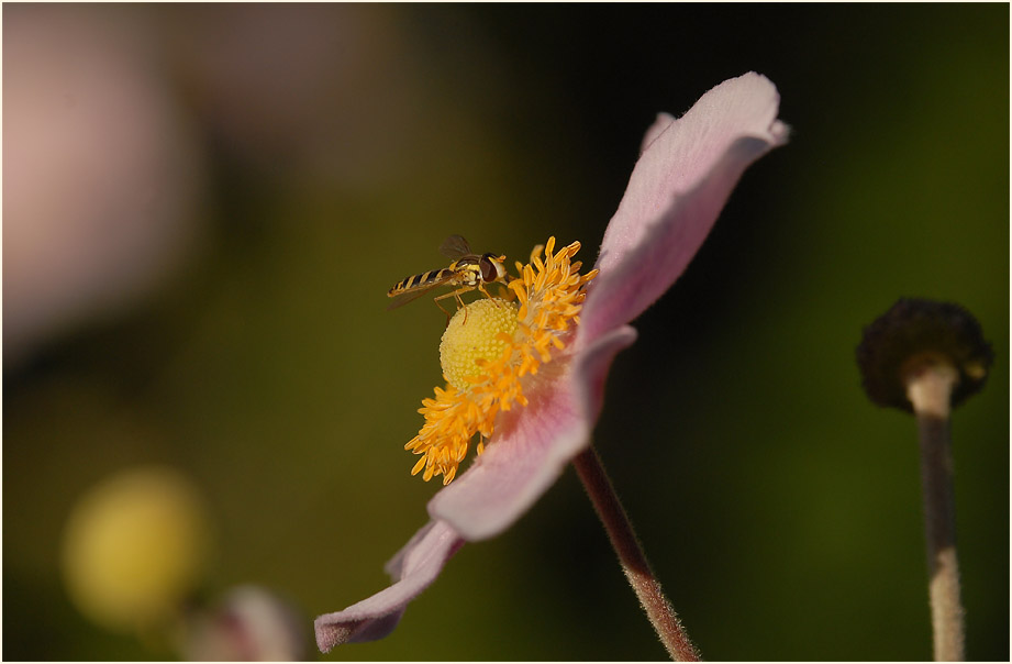 Japananemone (Anemone hupehensis)