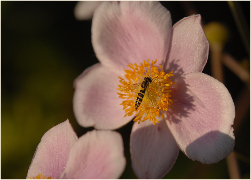 Japananemone (Anemone hupehensis)