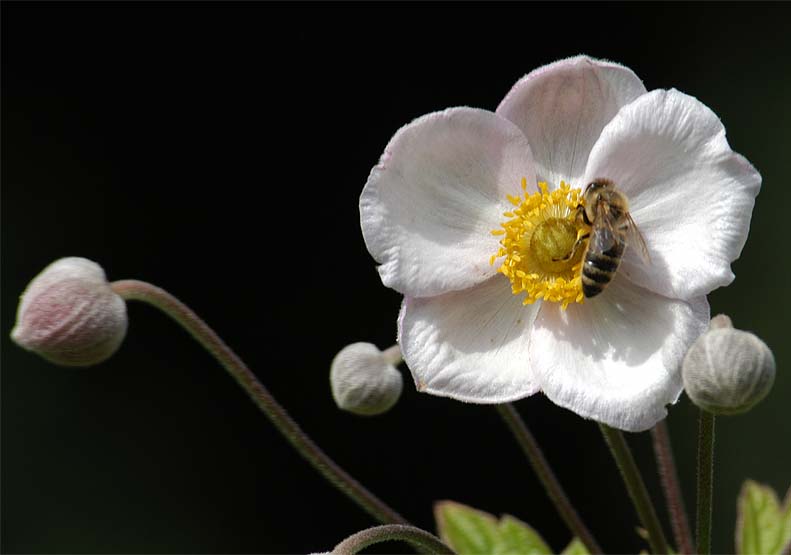 Japananemone (Anemone hupehensis)