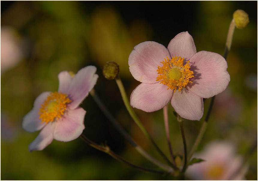 Japananemone (Anemone hupehensis)