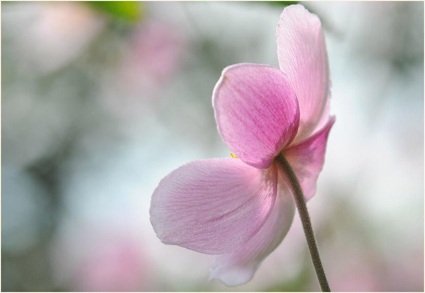Japananemone (Anemone hupehensis)