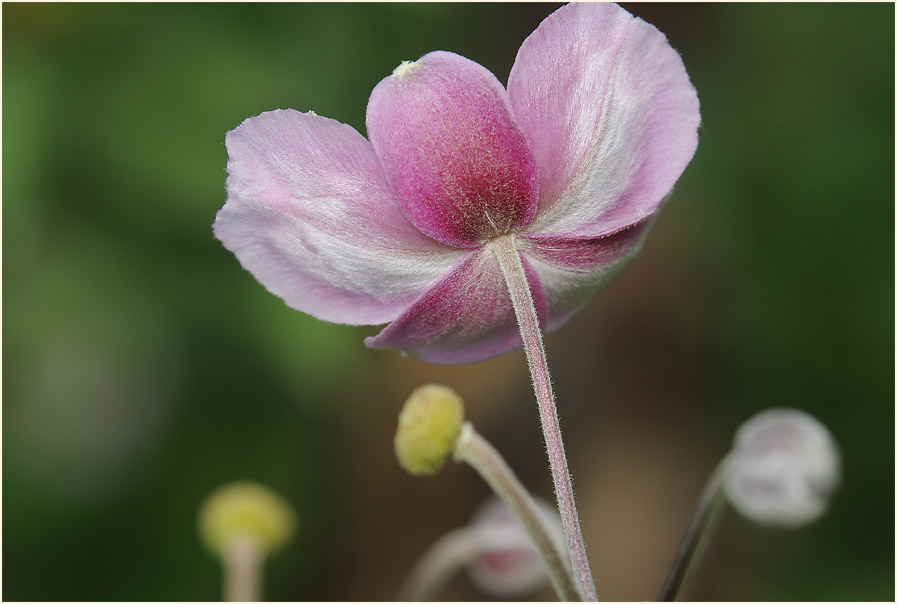 Japananemone (Anemone hupehensis)
