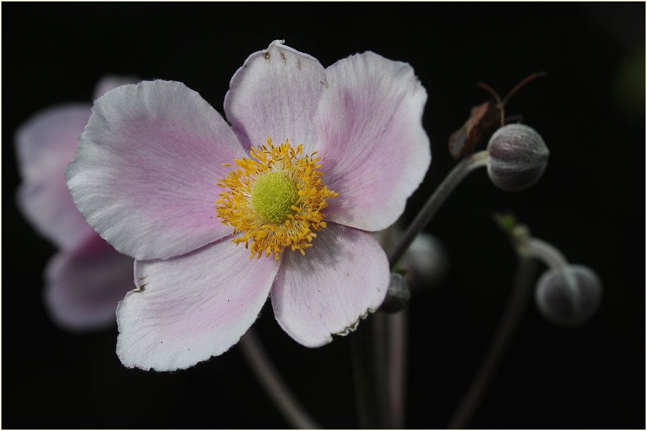 Japananemone (Anemone hupehensis)