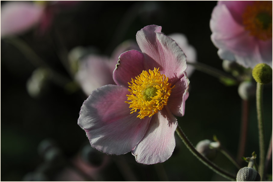 Japananemone (Anemone hupehensis)