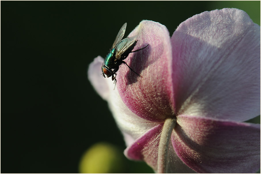 Japananemone (Anemone hupehensis)