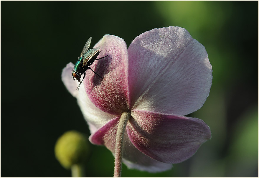 Japananemone (Anemone hupehensis)