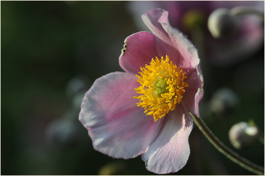 Japananemone (Anemone hupehensis)