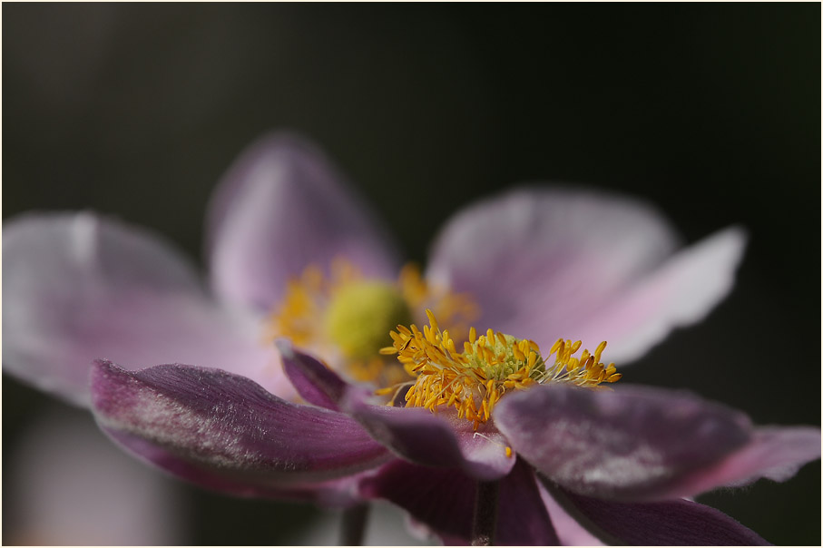 Japananemone (Anemone hupehensis)