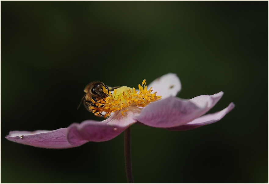 Japananemone (Anemone hupehensis)