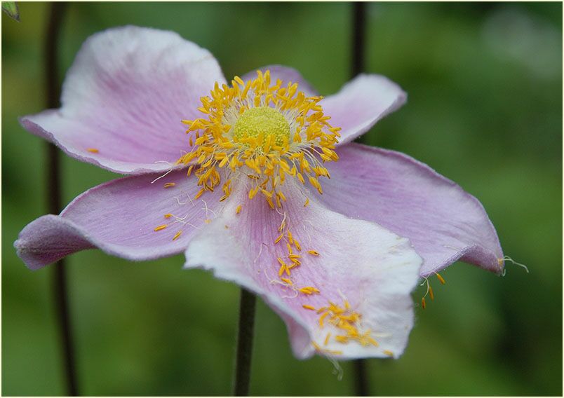 Japananemone (Anemone hupehensis)