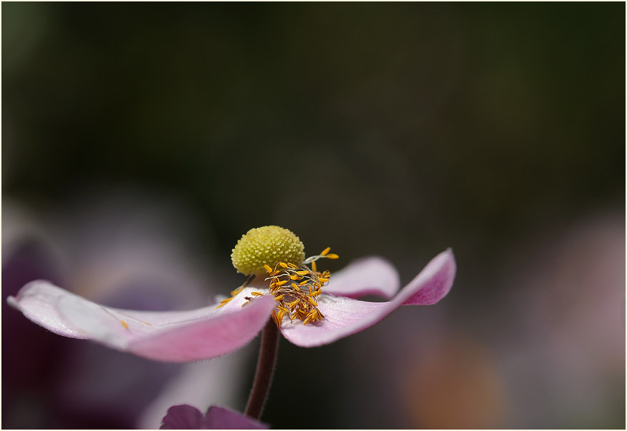 Japananemone (Anemone hupehensis)