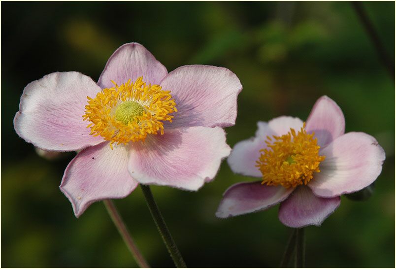 Japananemone (Anemone hupehensis)