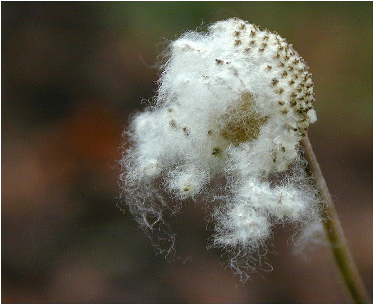Japananemone (Anemone hupehensis)
