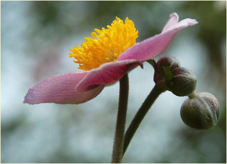 Japananemone (Anemone hupehensis)
