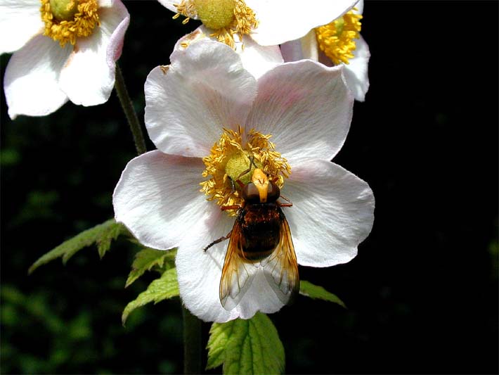 Japananemone (Anemone hupehensis)