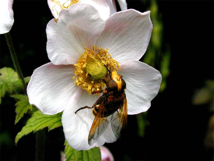 Japananemone (Anemone hupehensis)