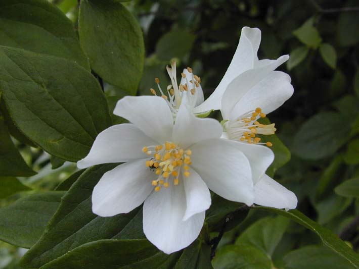 Falscher Jasmin (Philadelphus coronarius)
