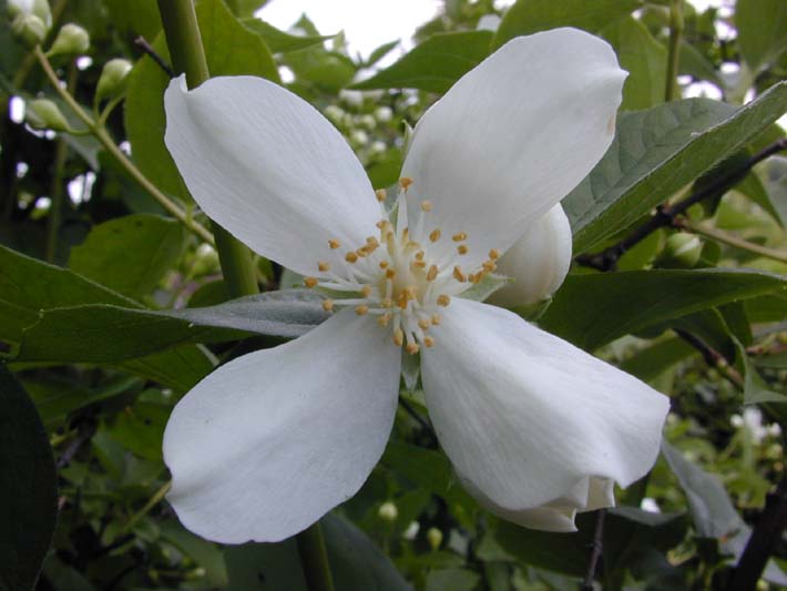 Falscher Jasmin (Philadelphus coronarius)