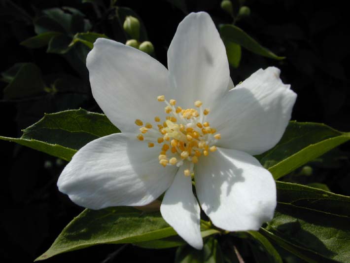 Falscher Jasmin (Philadelphus coronarius)