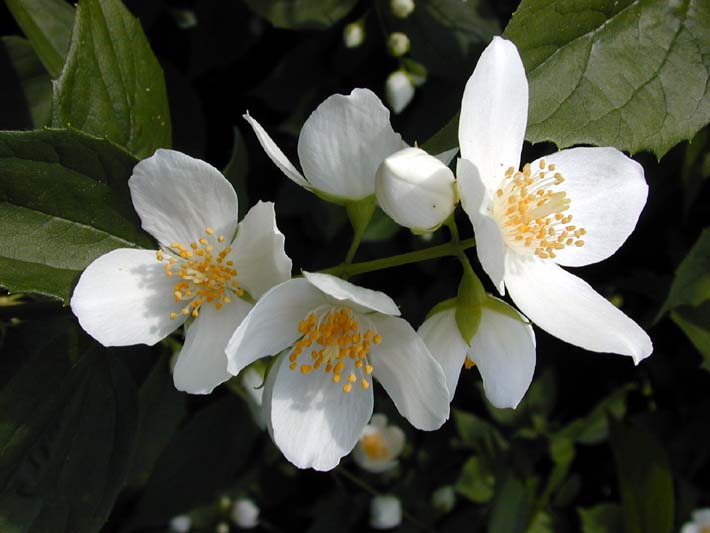 Falscher Jasmin (Philadelphus coronarius)