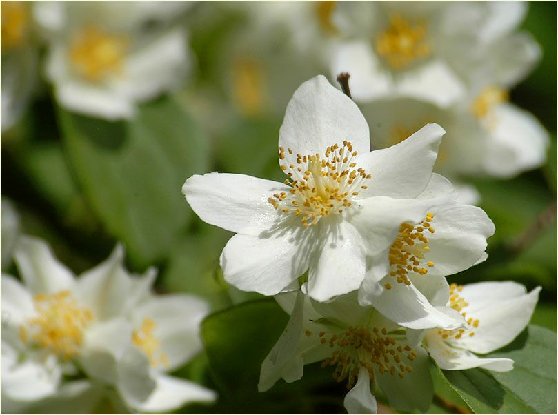 Falscher Jasmin (Philadelphus coronarius)