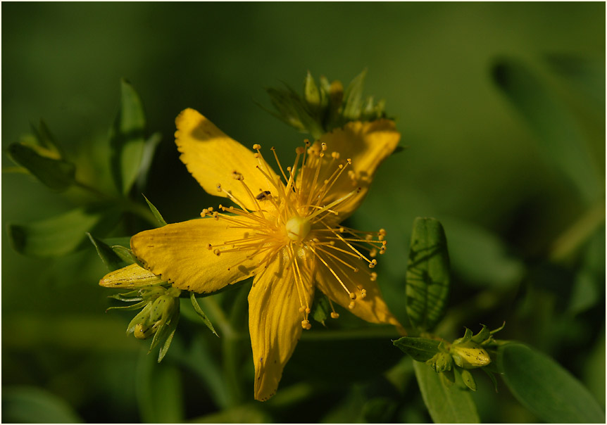 Johanniskraut (Hypericum)