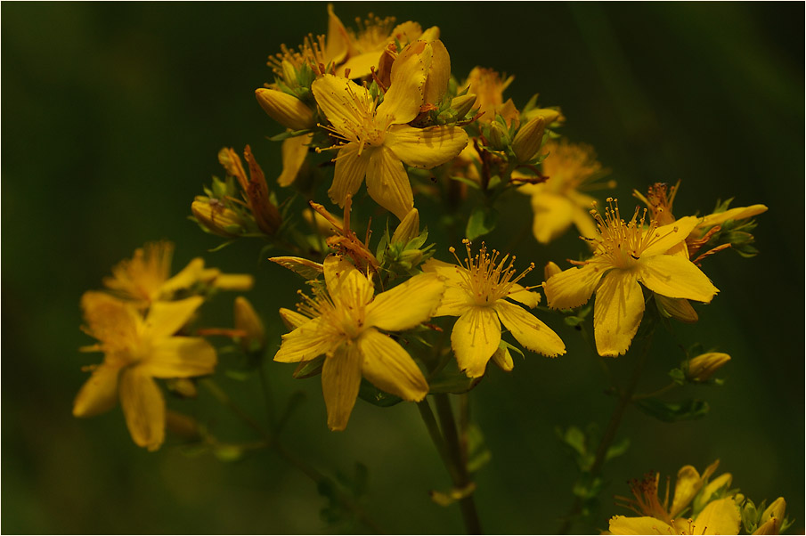 Johanniskraut (Hypericum)