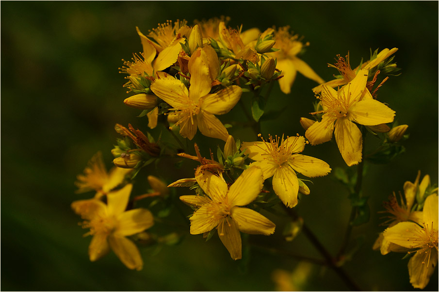 Johanniskraut (Hypericum)