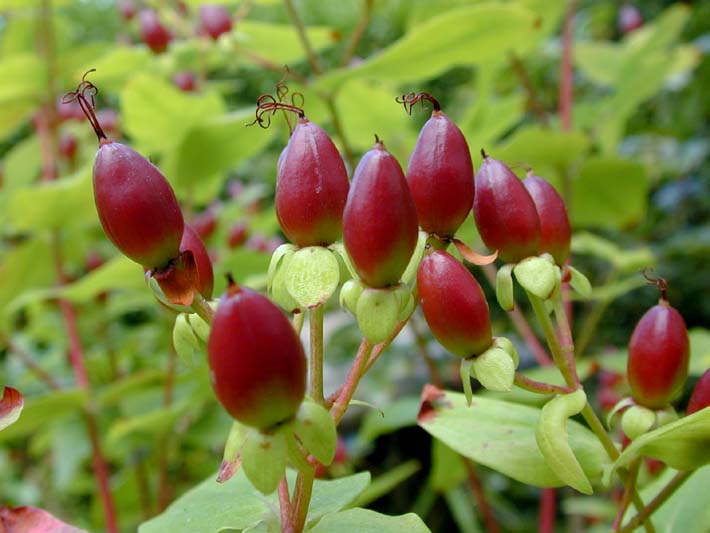 Johanniskraut (Hypericum)