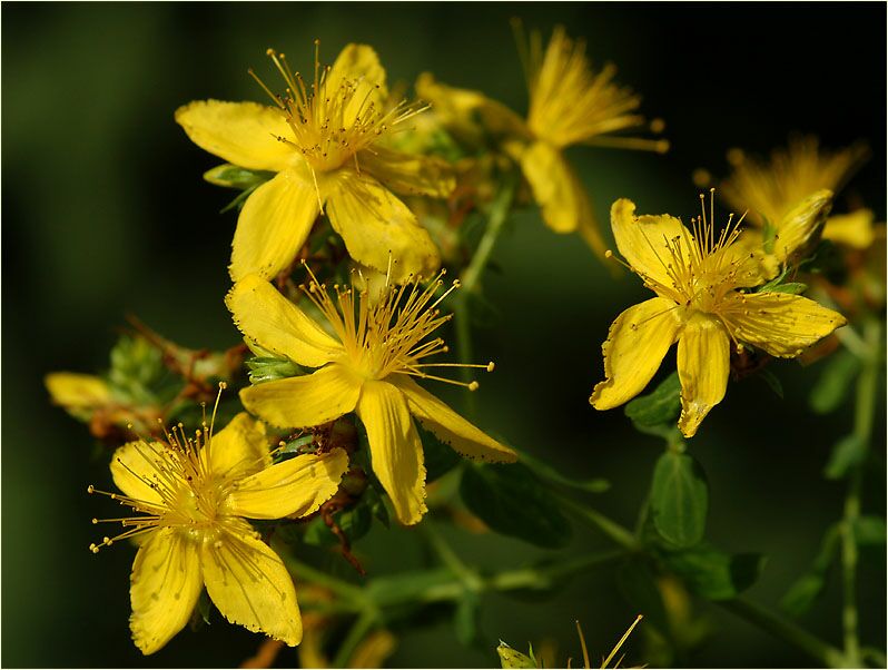 Johanniskraut (Hypericum)