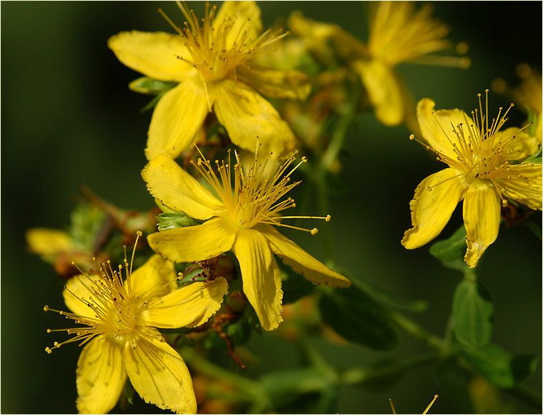 Johanniskraut (Hypericum)