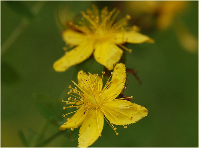 Johanniskraut (Hypericum)