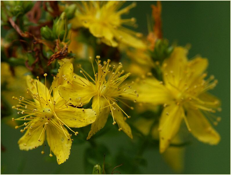 Johanniskraut (Hypericum)