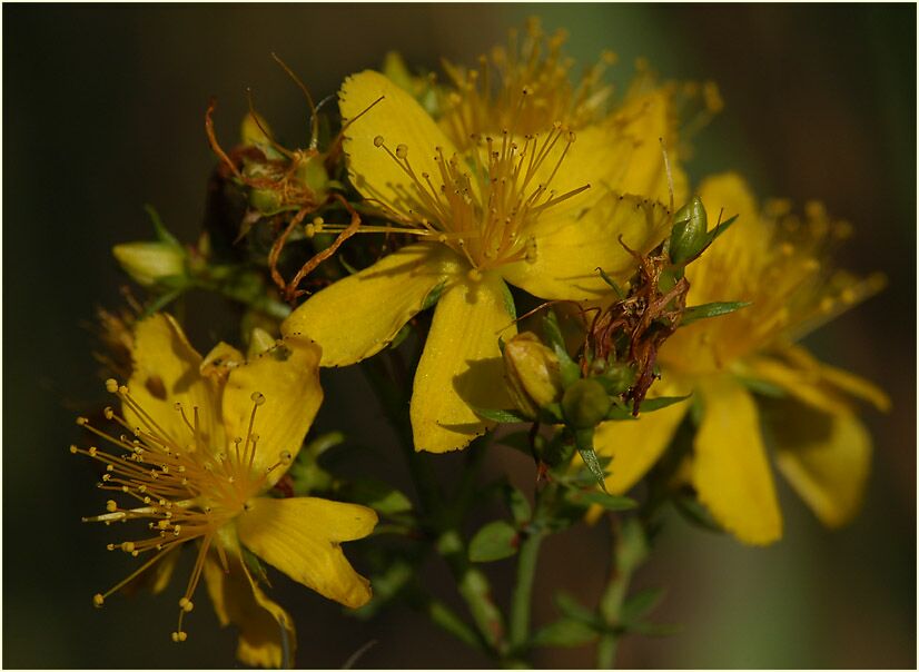 Johanniskraut (Hypericum)