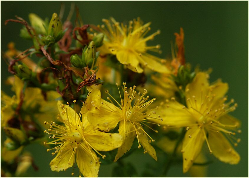 Johanniskraut (Hypericum)