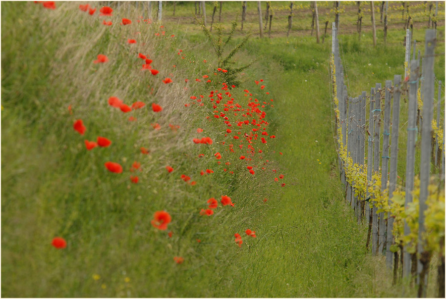In den Weinbergen