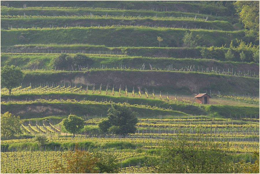 In den Weinbergen