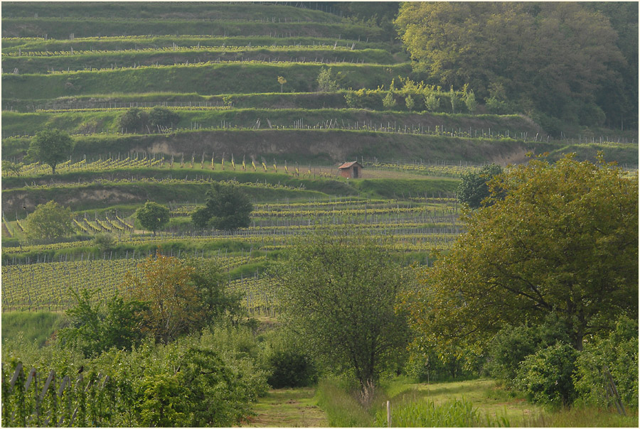 In den Weinbergen