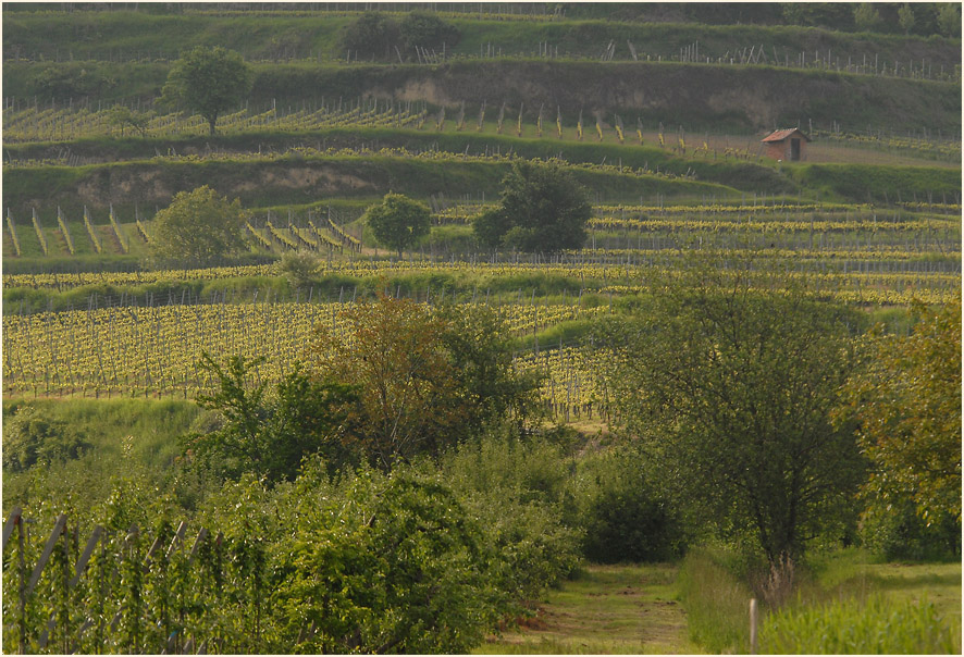 In den Weinbergen