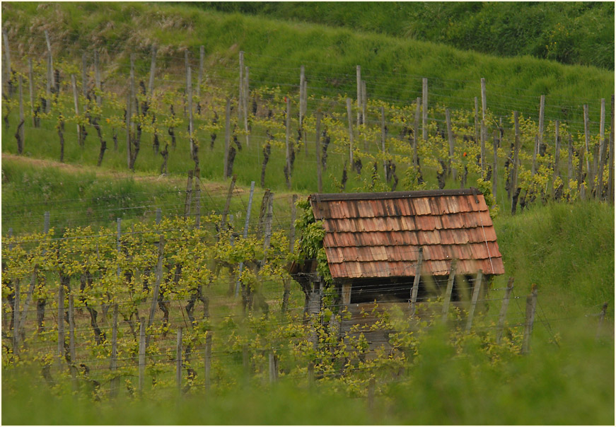 In den Weinbergen