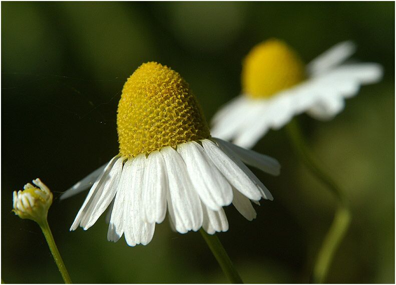 Kamille (Matricaria chamomilla)