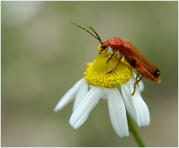 Kamille (Matricaria chamomilla)