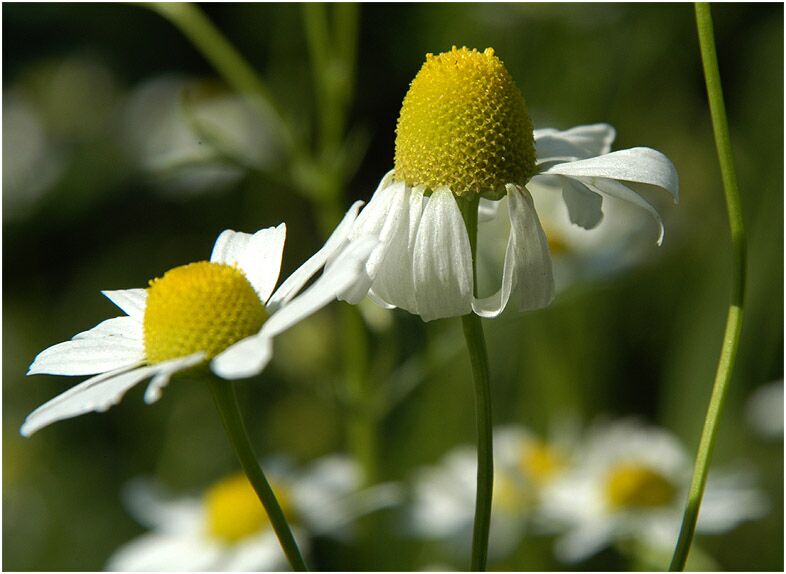 Kamille (Matricaria chamomilla)
