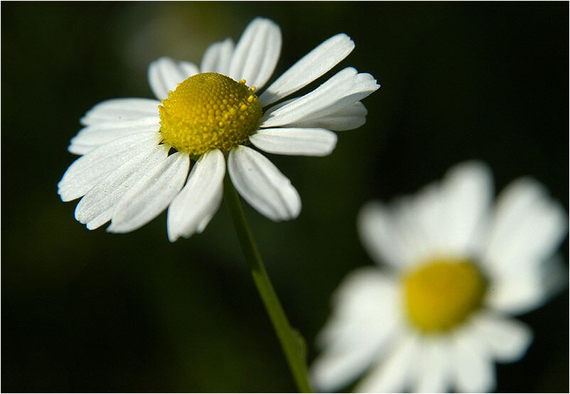 Kamille (Matricaria chamomilla)