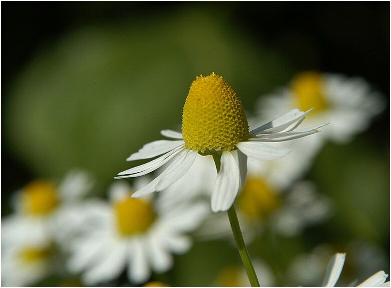 Kamille (Matricaria chamomilla)