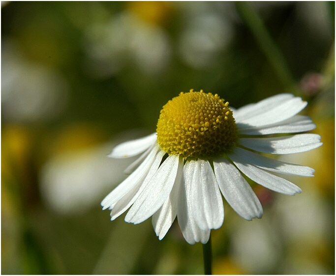 Kamille (Matricaria chamomilla)