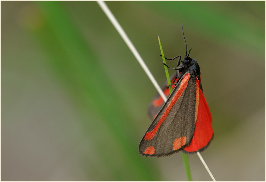 Karminbär (Tyria jacobaeae)
