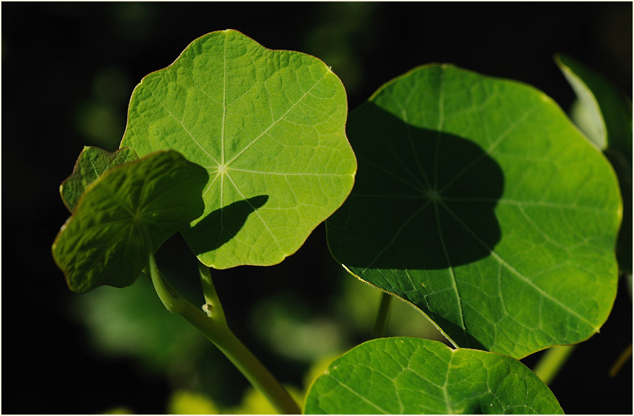 Kapuzinerkresse (Tropaeolum majus)